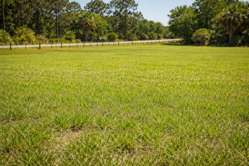 Bahia grass
